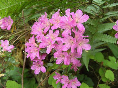 Rhododendron_kiusianum_cult._fars_2008.jpg