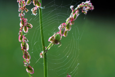 Grunes-Spinnentier-1.jpg