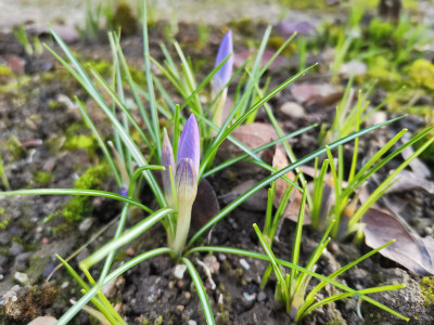 Crocus tommasinianus.jpeg