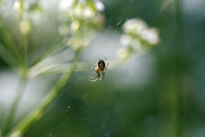Zartes-Spinnentier-1.jpg