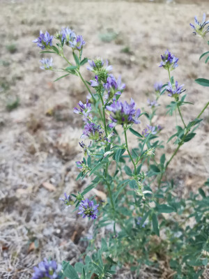 Leguminose Blüte.jpeg