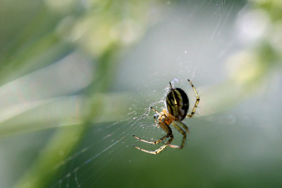 Zarte-Spinne-2.jpg