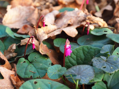Cyclamen coum pink P1070042.JPG