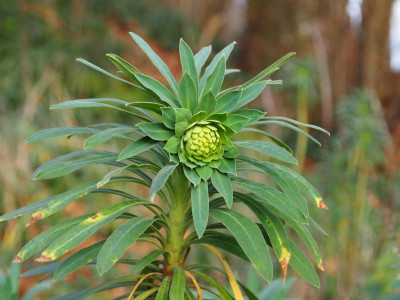 Euphorbia characias P1070048.JPG
