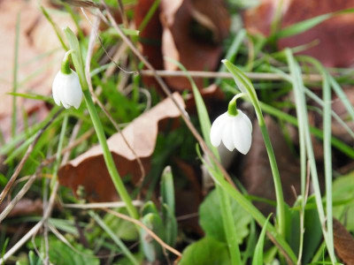 Galanthus elwesii 'Godfrey Owen' P1070049.JPG