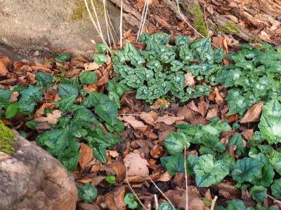 Cyclamen hederifolium 1 P1070055.JPG