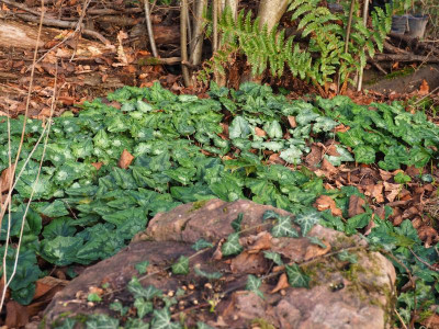 Cyclamen hederifolium 2 P1070054.JPG