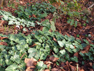 Cyclamen hederifolium 3 P1070057.JPG