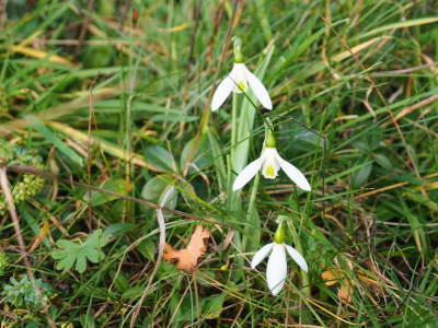 Galanthus elwesii P1070059.JPG