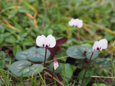 Cyclamen coum weiß P1070062.JPG