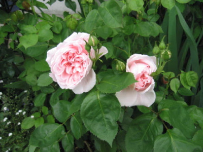 Kathryn_Morley_Blueten_Mai_08_2_.jpg