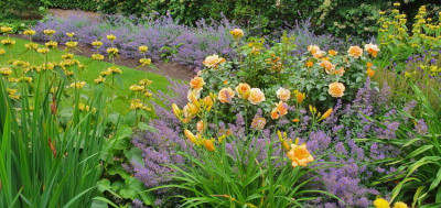 Phlomis.jpg