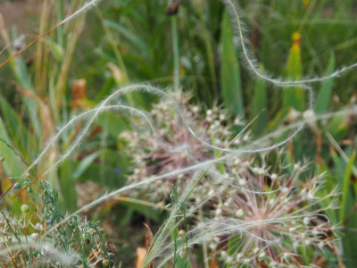 Stipa pennata P7050034.JPG