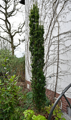 Taxus-Jan0923_003_00001.jpg