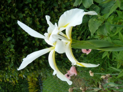 Iris orientalisP1040288.jpg