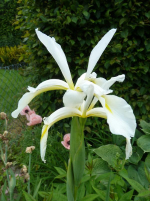 Iris orientalisP1040288.jpg
