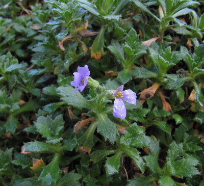 IMG_8473_Aubretia_9Jan2023_.JPG