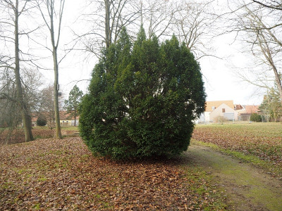 Eibe im Park 2 10.1.23 ue.JPG