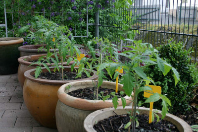 Tomaten1308.jpg
