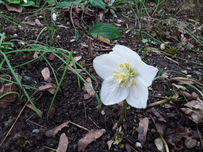 Helleborus.jpg