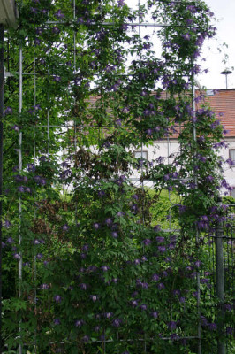 Clematis_fauriei1008.jpg