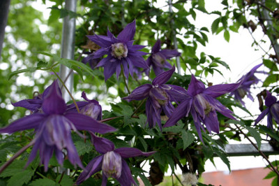 Clematis_fauriei0908.jpg