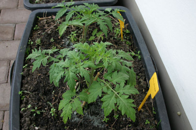 Tomaten1408.jpg