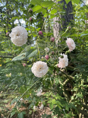 IMG_5050.jpeg