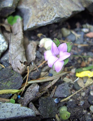 Polygonatum_hookeri_fars_2008.jpg