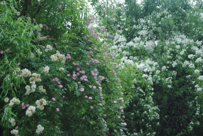 062.JPG