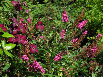 Buddleja davidii Hot Raspberry 2021-09-04.JPG