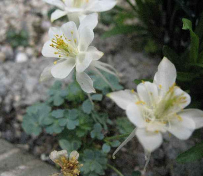 15.5.08._Aquilegia_scopulorum_.JPG