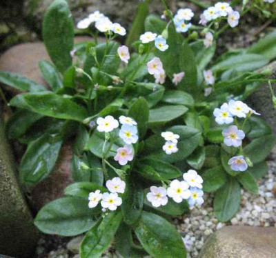 12.5.08._Myosotis_rosularis_.JPG