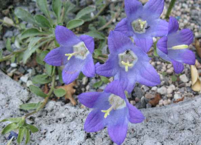 12.5.08._Campanula_aucheri_.JPG