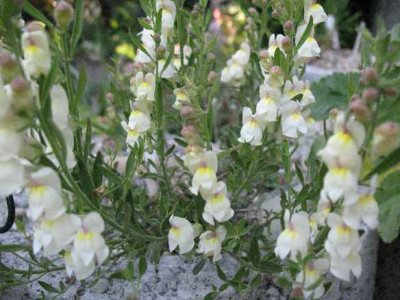 12.5.08._Antirrhinum_pulverulentum__.JPG