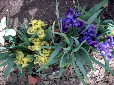 Blueten2008_577.jpg