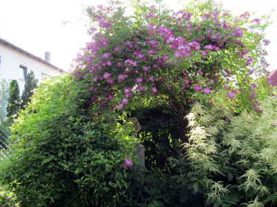 IMG_0086.JPG