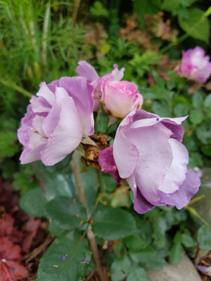 20170817_094802.jpg