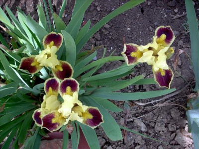 Blueten2008_583.jpg