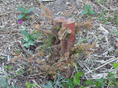2020-04-27 Taxus.jpg