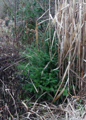 2023-01-11 Taxus.jpg
