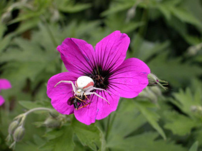 Krabbensp_auf_Geranium1.jpg