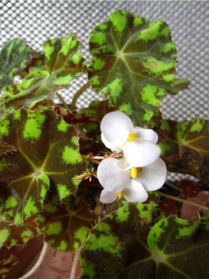Begonia bowerae X.JPG