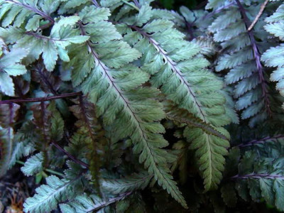 Kopie_von_14.5.2008_17-37-45_0100.jpg