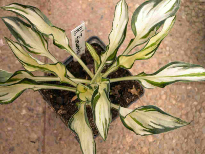 Hosta_Fireworks1.jpg