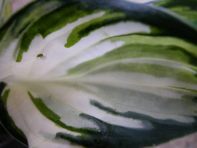 Hosta_Fireworks2.jpg