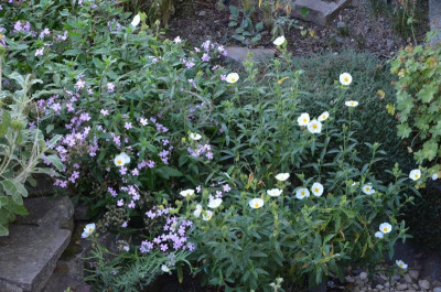 Cistus_ladanifer.20-1.jpg