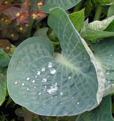 Hosta_Deep_Blue_Sea_058.jpg