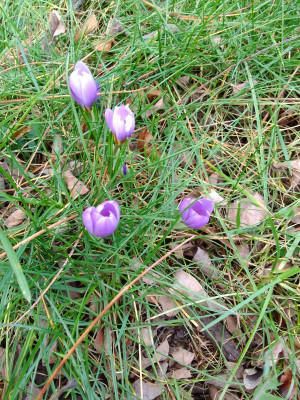 Crocus.jpg