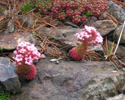 Sedum_pilosum_029.jpg